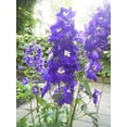 thumbnail image 3 of 500 Purple ROCKET LARKSPUR DELPHINIUM Ajacis Consolida Flower Seeds, 3 of 3
