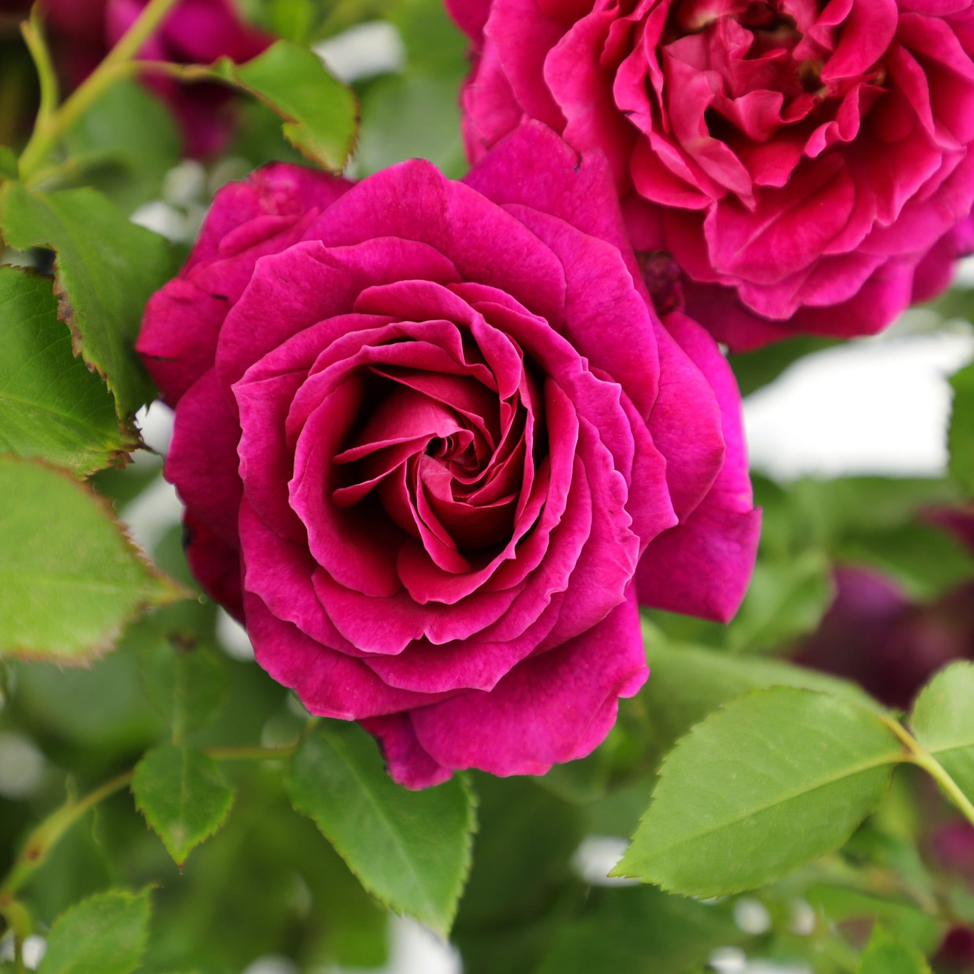 True Bloom 'True Serenity' PP28929 Deep Pink Rose Bush Roses, 8Qt. Pot, Full Sun, Live Plant