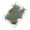 thumbnail image 4 of 5 unids / bolsa hoja hojas prensadas flores secas naturales para tarjetas de álbum de recortes, manualidades, artesanía de resina epo, 4 of 6