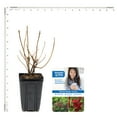 thumbnail image 5 of Van Zyverden Weigela Maroon Swoon® 4" Potted Rocketliners® Set of 1 Plant Red Full Sun, 5 of 9