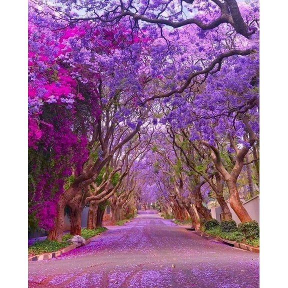 CZ Grain 30 Blue Jacaranda Mimosifolia Tree Seeds