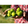 thumbnail image 3 of FIGARVE APHRODISIAS MEDITERRANEAN WILD DRY FIGS - Nature's Artistry Meets Culinary Excellence, 3 of 18