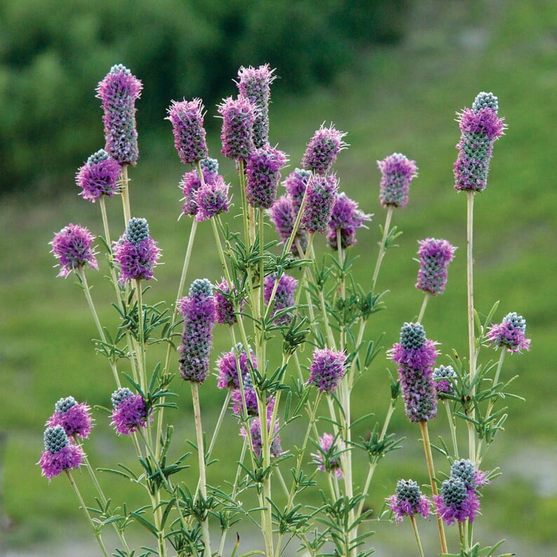 100 Clover Seeds - Non- Flower Seeds for Gardening - for Ground Cover and Pollinator Gardens - Easy to Grow in Various Climates