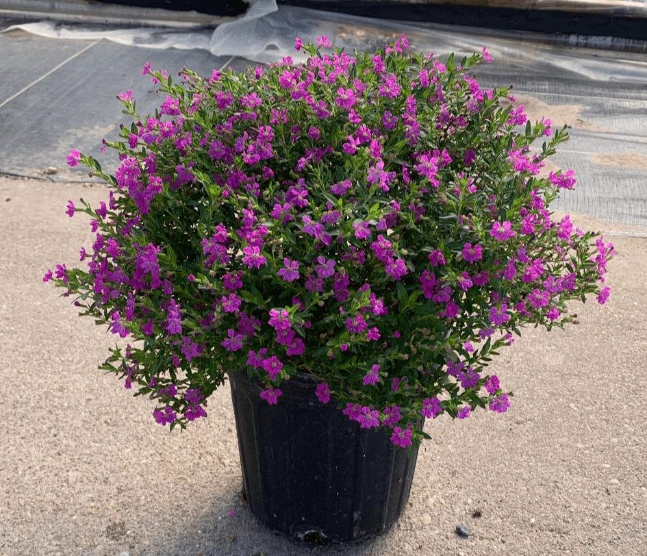 Set 2 Allyson Purple Cuphea Live Plants, Purple Flower Plants 4 to 6 Inc Tall for Indoor Outdoor