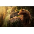 thumbnail image 2 of Saavedra Ruiz, Sergio 24x16 White Modern Wood Framed Museum Art Print Titled - Brown bear during sunset, 2 of 4