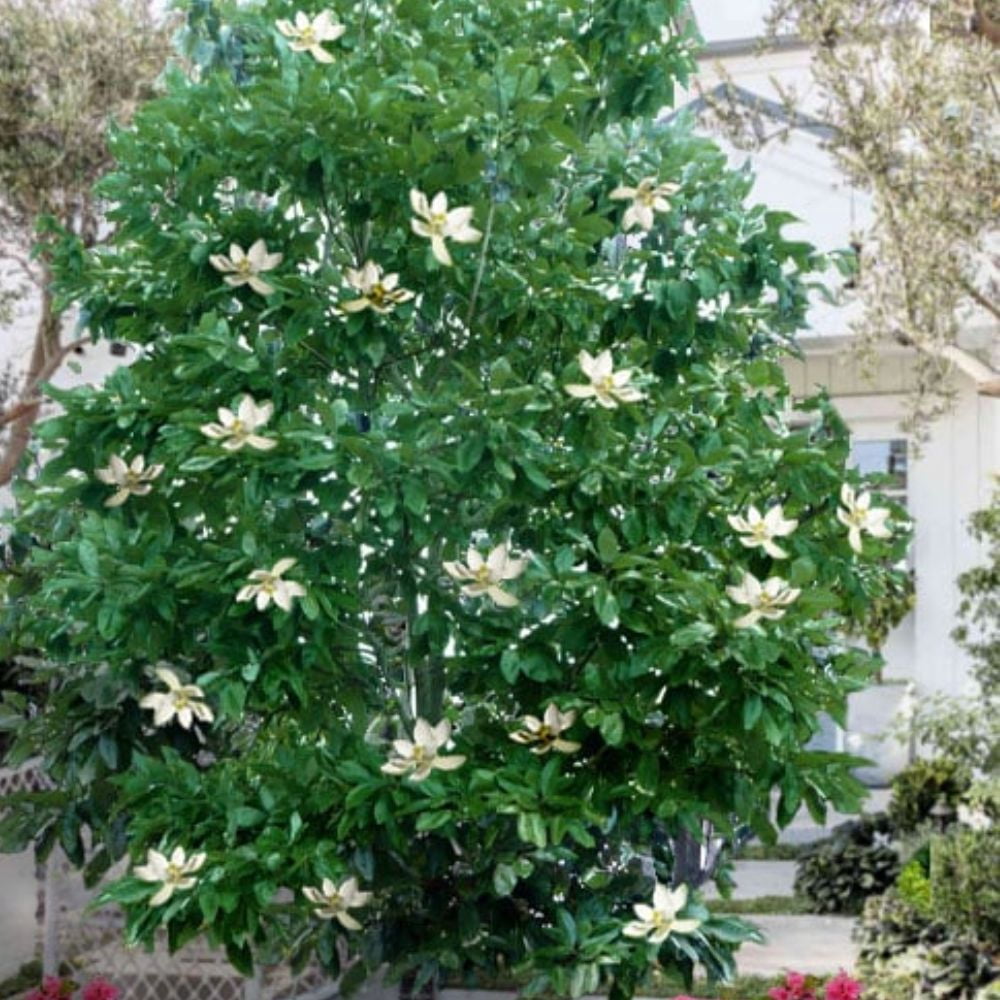 Expert Gardener 1.5- 2 ft tall Sweetbay Magnolia Live Tree in 3-Gallon Grower Pot