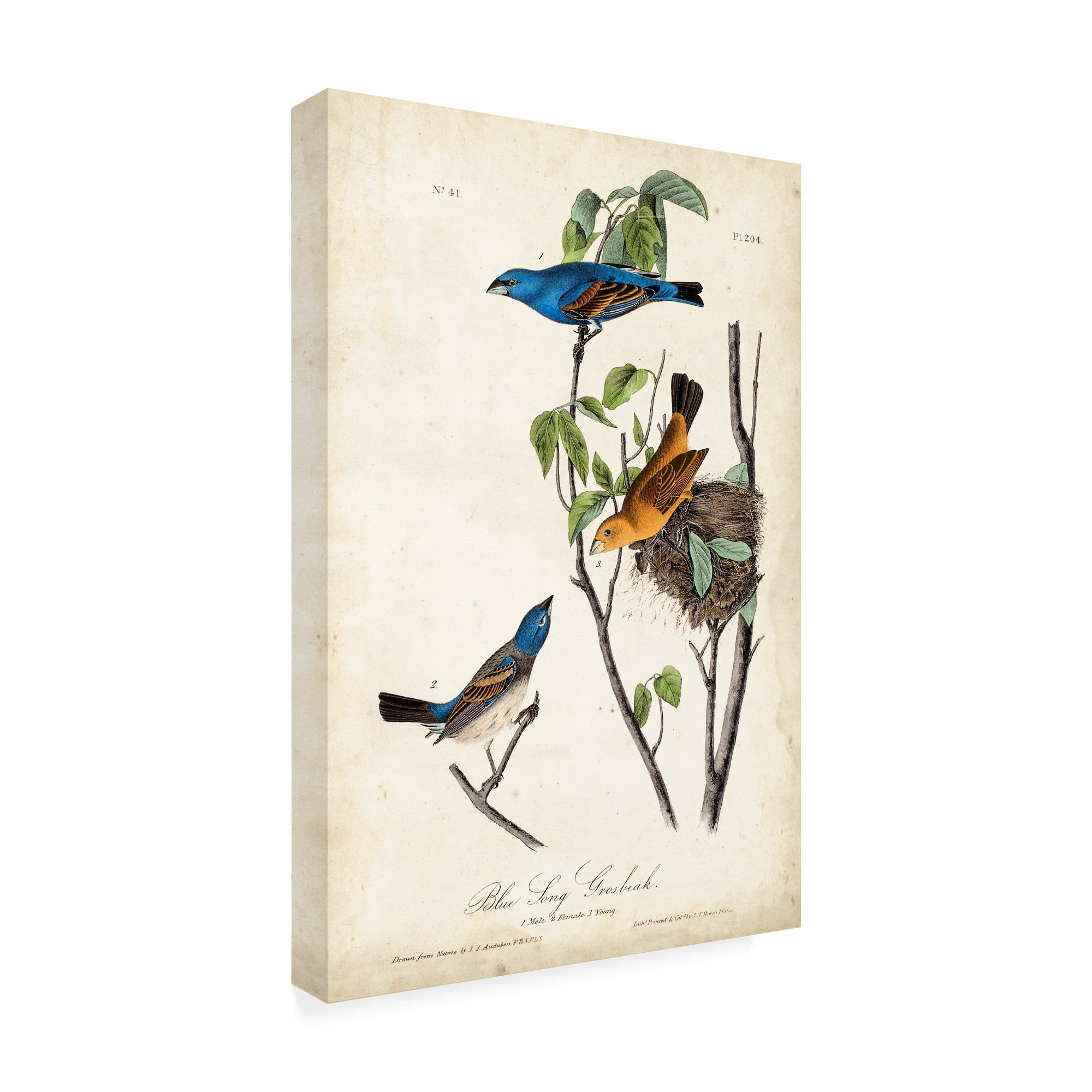 Trademark Fine Art 'Blue Song Grosbeak' Canvas Art by John James Audubon