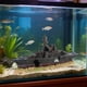 thumbnail image 5 of Decoración de naufragio para acuario, adorno para pecera, juego de descanso, resina, barco hundido para Estilo A, 5 of 6