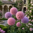 thumbnail image 4 of Allium Bulbs - Ideal for Beds Borders, Plant Pots & Planters, Low Maintenance, 4 of 6