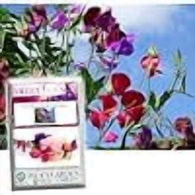 "Mammoth Mix" Sweet Pea Flower Seeds for Planting, 25  Flower Seeds Per Packet Botanical Name Lathyrus odoratus