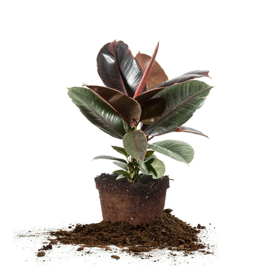 Perfect Plants Rubber Plant 'Ruby' 6 inch pot