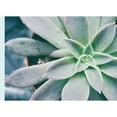 thumbnail image 3 of Johnson, Jason 18x14 Black Modern Framed Museum Art Print Titled - Storybook Succulent III, 3 of 5