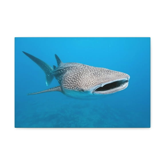 Whale Shark Hunting Whale Shark on Hunt Print Animal Wall Art Wildlife Canvas Prints Wall Art Ready to Hang Unframed
