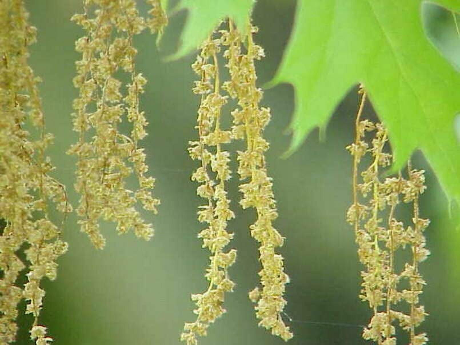 Scarlet Oak Tree Seeds for Planting | Scarlet Oak is Prized for Attractive Look and Wood (20 Seeds)