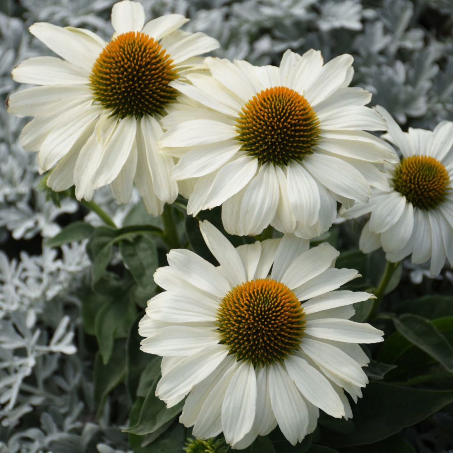 Proven Winners 6" Color Coded 'The Price is White' Coneflower Live Plant in 6.5" Pot