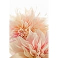 thumbnail image 2 of Pink Dahlia II Poster Print by Karyn Millet, 2 of 2
