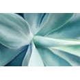 thumbnail image 2 of Allen, Kimberly 32x23 Black Ornate Wood Framed with Double Matting Museum Art Print Titled - Agave, 2 of 4