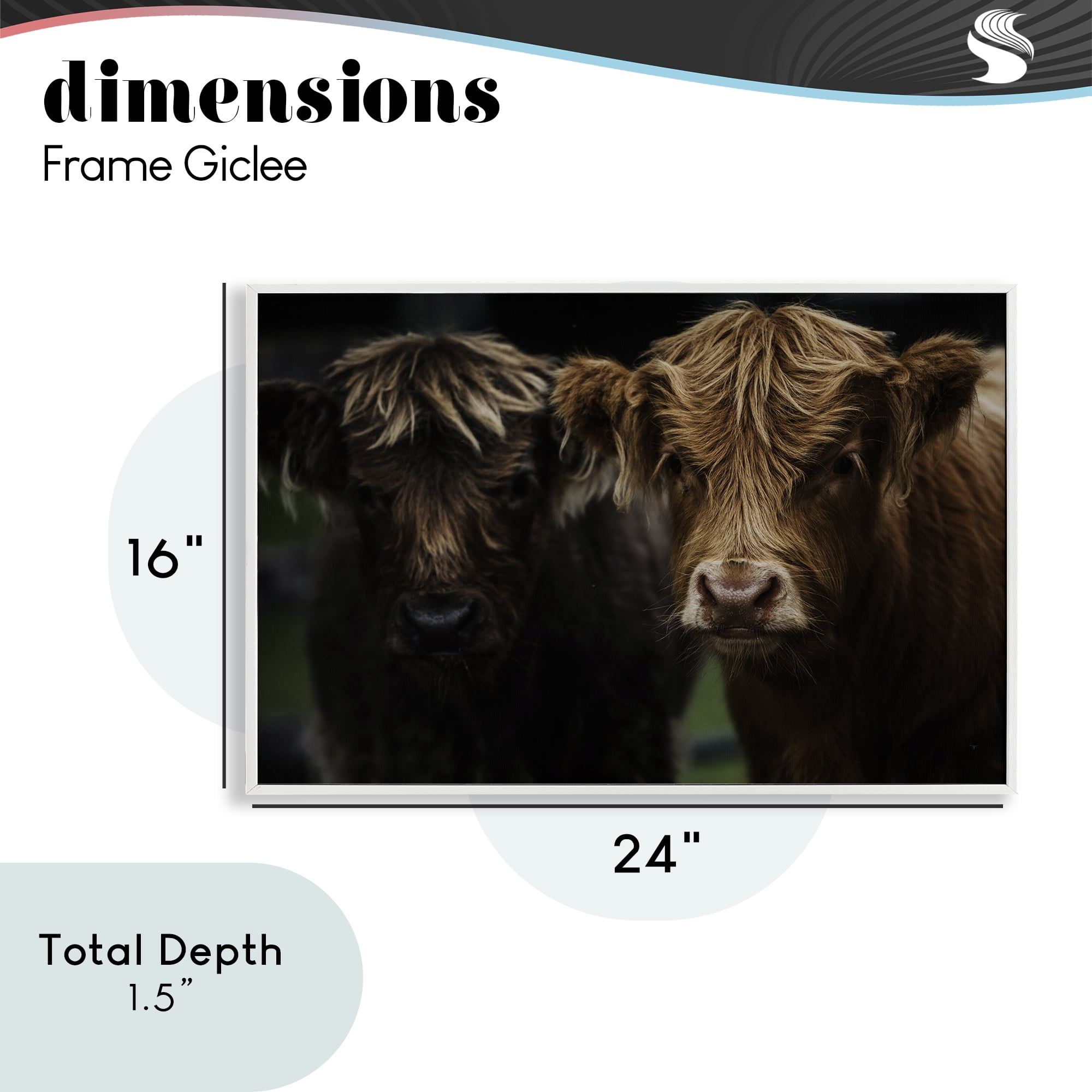 Cow Faces Highland Pair White Framed Giclee Art, design by Amy Carroll