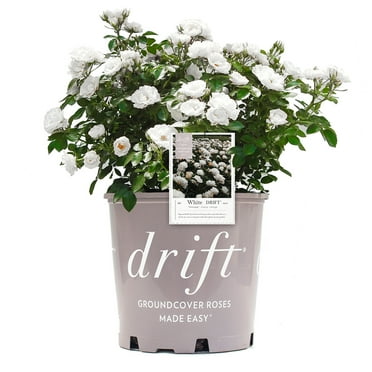 3 Gal. White Drift Rose - Pure White Flowers