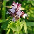thumbnail image 2 of Scarborough Seeds Italian Oregano 1000 Seeds Herb Heirloom Non-GMO Fragrant Rare, 2 of 5