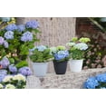 thumbnail image 2 of Mainstays Basic Bell Planter 12 inch White, Classic Design with Attached Tray Durable Weather Resistant, 2 of 4