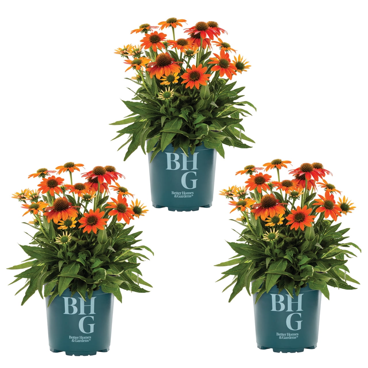 Better Homes & Gardens 2QT Multicolor Echinacea Live Plants (3 Pack) with Grower Pots Full Sun