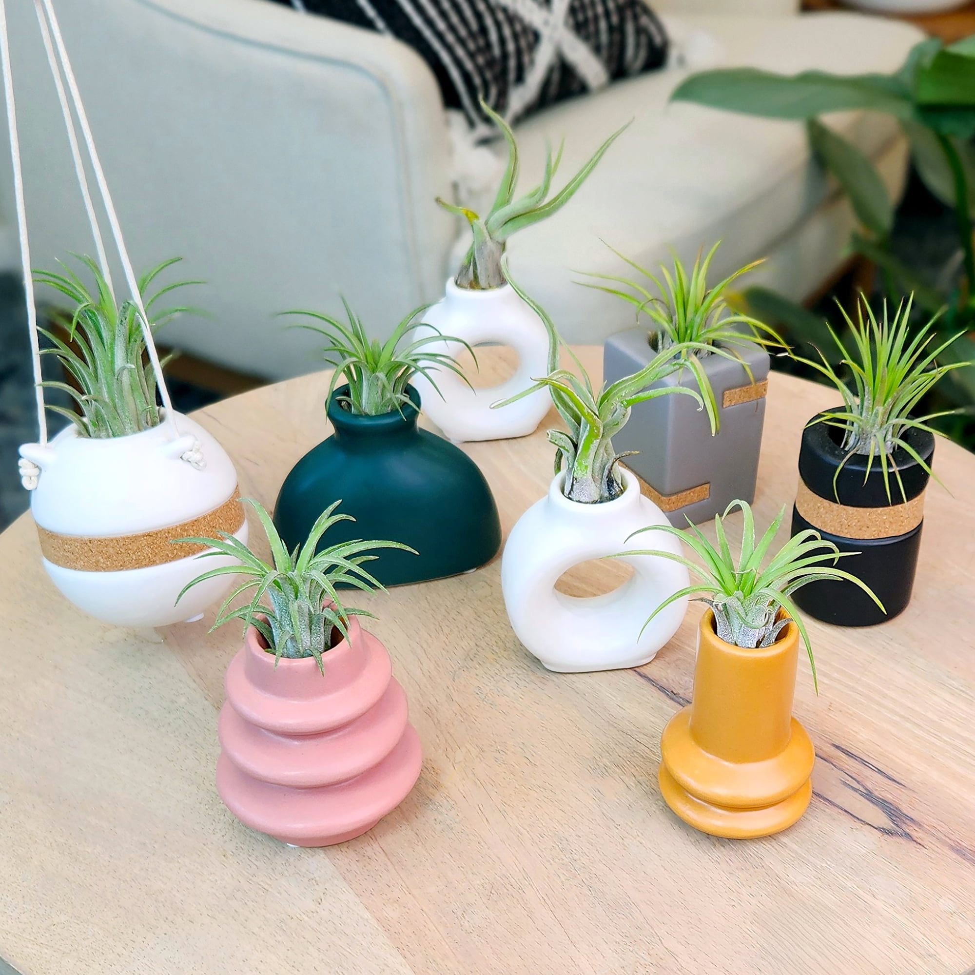 Altman Plants Air Plant Gift (2-pack) White & Gold Pots, Easy Pet-Safe House Plant Décor