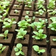 thumbnail image 3 of Rock Wool Cubes, 100 PCS Good Air Permeability Good Drainage Strong Water Absorption Light Texture, 3 of 5