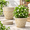 Beige-12 Inch, variant on Beige 16 Inch 4 Pack Plastic Plant Pots with Drainage Holes and Trays
