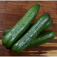 thumbnail image 4 of Straight 8 Cucumber Seeds/ Annual/ Full Sun/240 Seeds 1/4 oz/ Zellajake Farm and Garden - B32, 4 of 5