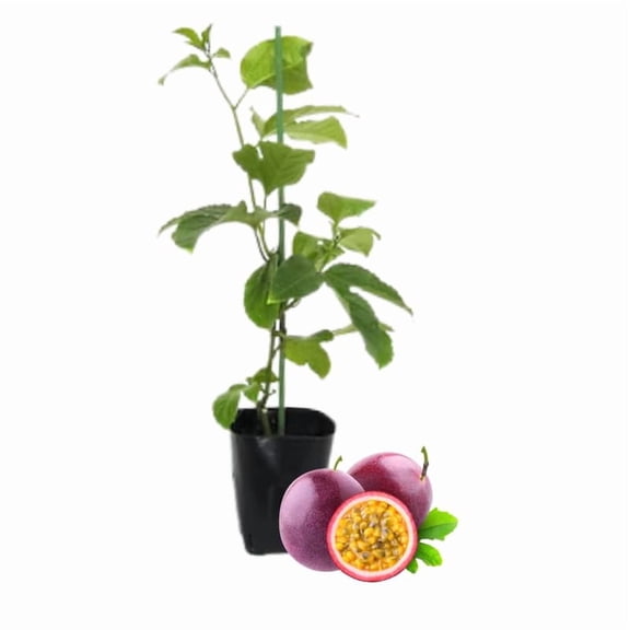 Purple Passion Fruit Plant Live, Tropical Fruit Vine for Planting, 5-10" Tall, Sweet Edible Fruits