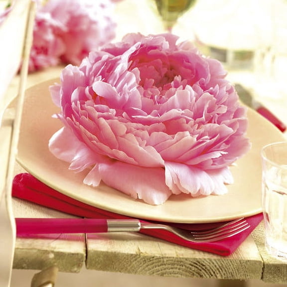 Van Zyverden Peonies Dinnerplate Pink 5 Plant Roots Pink Partial Sun Perennial Deer Resistant 2 lbs