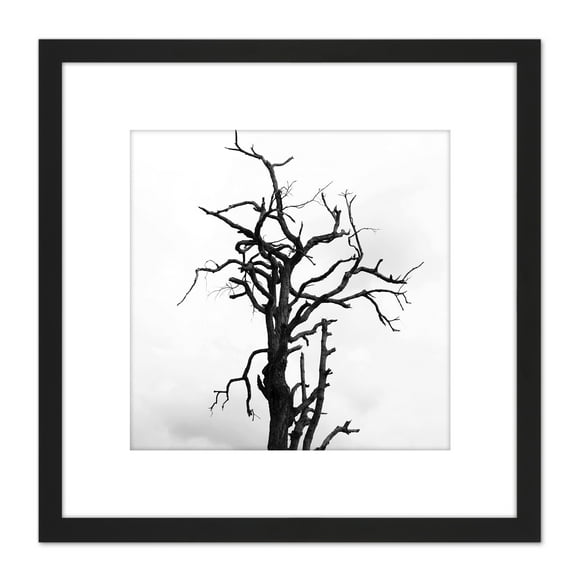 Lone Dead Tree Silhouette Black White 8X8 Inch Square Wooden Framed Wall Art Print Picture with Mount