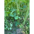 thumbnail image 5 of Hale Habitat & Seed Deer & Upland Bird Blend Food Plot Seed Mix, 1/4 Acre, 5 of 5
