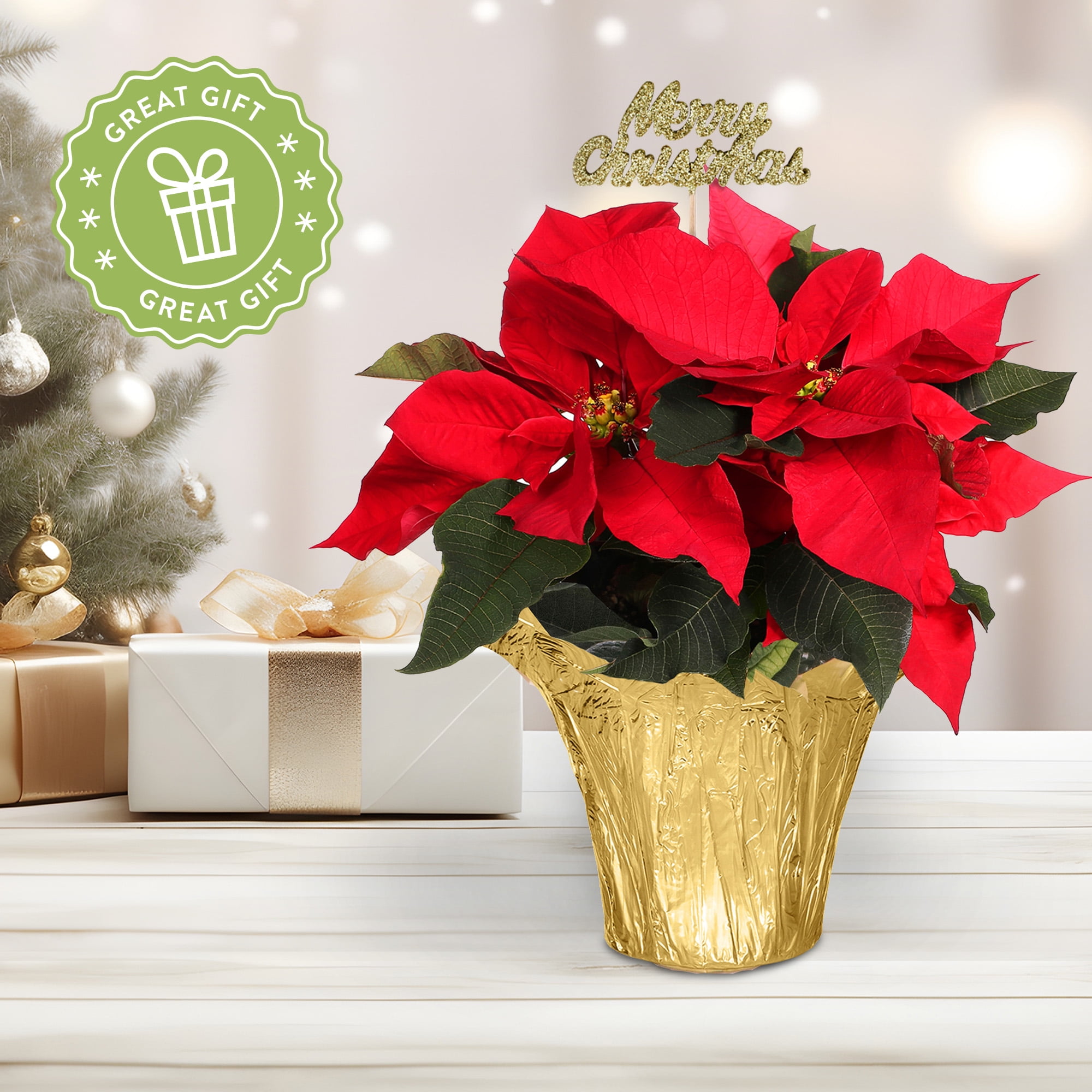 Plants and Blooms 8-10" Red Poinsettia Live Plant in 4" Gold Pot Cover with Merry Christmas Pick, House Plant