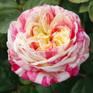 Heirloom Roses Live White Rose - Lyda Rose™ Shrub Rose Bushes - Live ...