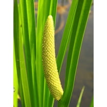 250 SWEET FLAG GRASS Wetland Pond Acorus Calamus Ornamental Seeds