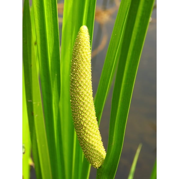 250 SWEET FLAG GRASS Wetland Pond Acorus Calamus Ornamental Seeds