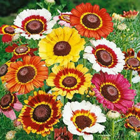 Chrysanthemum Painted Daisy, 200 Seeds, Beautiful Mulit Colored Blooms