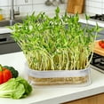 thumbnail image 4 of Hydroponic Seedling Tray Transparent Water-Planting Box With 12 Cell Or 24 Cell Insert For Soil-Free Growing, 4 of 6