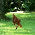 thumbnail image 1 of Letrero acrílico para gallina, decoración de jardín, estacas de animales, patio realista Estilo A Cola estacas de patio, 1 of 8