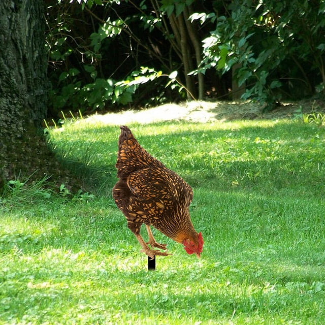 Letrero acrílico para gallina, decoración de jardín, estacas de animales, patio realista Estilo A Cola estacas de patio