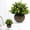 A, variant on Artificial Eucalyptus Topiary Plant, Faux Cream White Greenery in Dark Gray Pot, Mini Table Fake Plant for Home, Office, Desk Decoration, Centerpiece and Gift