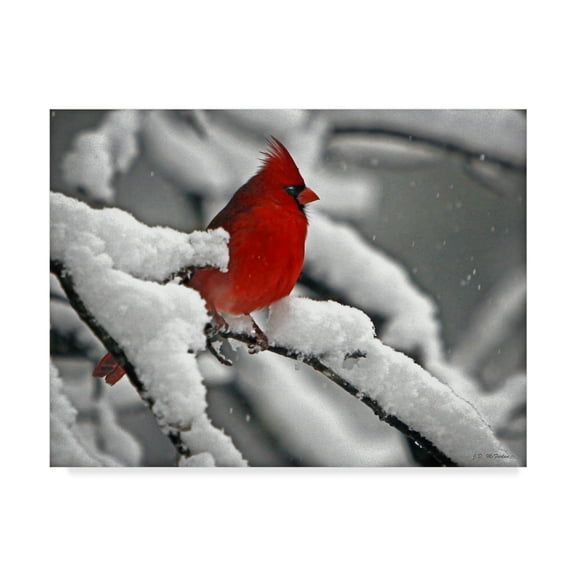 J.D. Mcfarlan 'Cardinal In Snow' Canvas Art