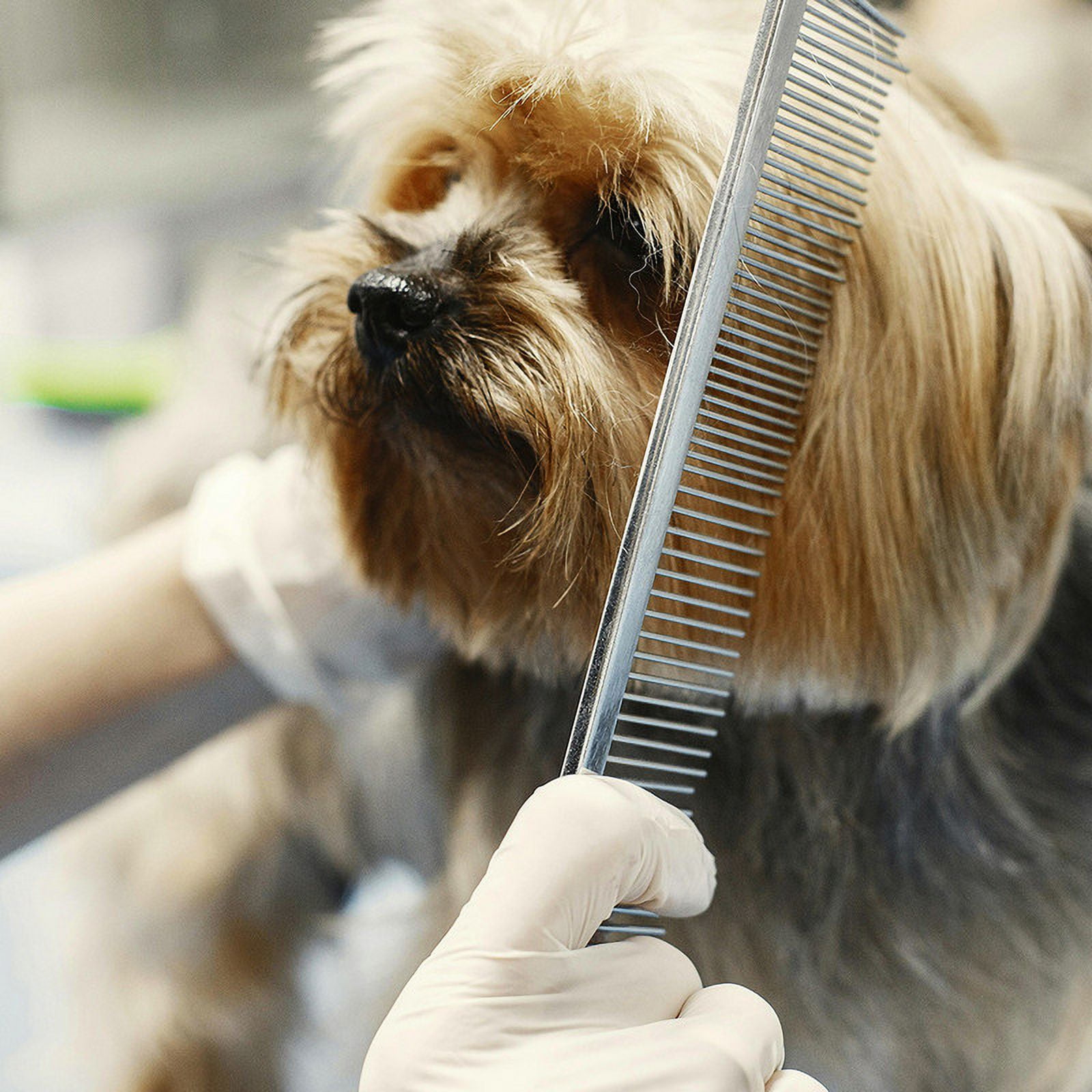 LNJBABAO Set of 3 Cat Brush Undercoat Rake for Dogs Grooming Supplies for Matted-Haired Pets