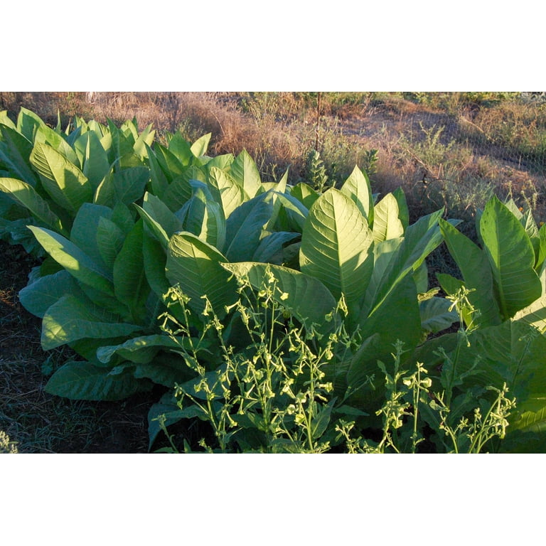 british american tobacco vietnam British American Tobacco Invests $86.8 Million in Organigram – Highly  Capitalized