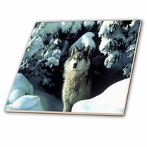3dRose, A Gray Wolf In The Snow, 8 Inch Glass Tile