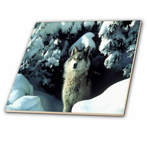 3dRose, A Gray Wolf In The Snow, 8 Inch Glass Tile