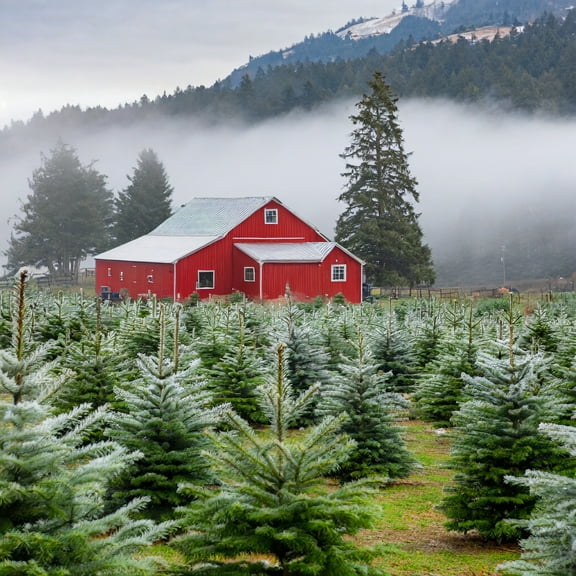 Christmas Tree Farm, 3.5 oz Room Spray