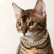 thumbnail image 3 of Collar Cadena De Diamantes Brillantes Para Perrito Gato, 3 of 7
